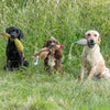 Dogs