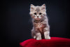 Cute kitten - Cats collection