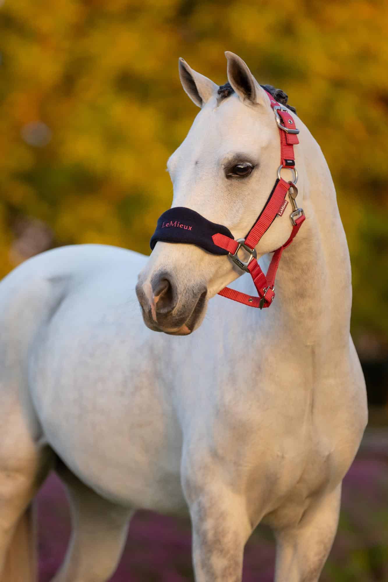 LeMieux Mini Vogue Headcollar & Leadrope - Cranberry image 1