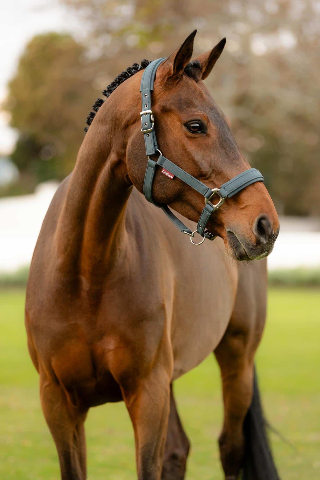 LeMieux Soft Shell Headcollar - Petrol image 1