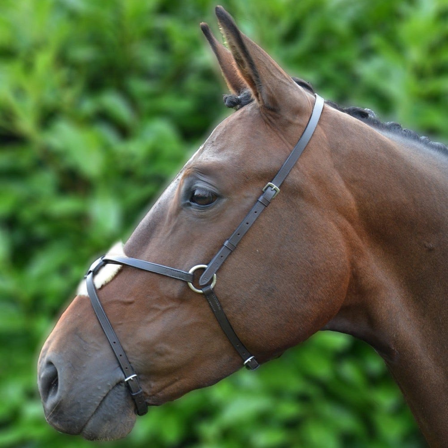 Hy Equestrian Mexican Grackle Noseband Black