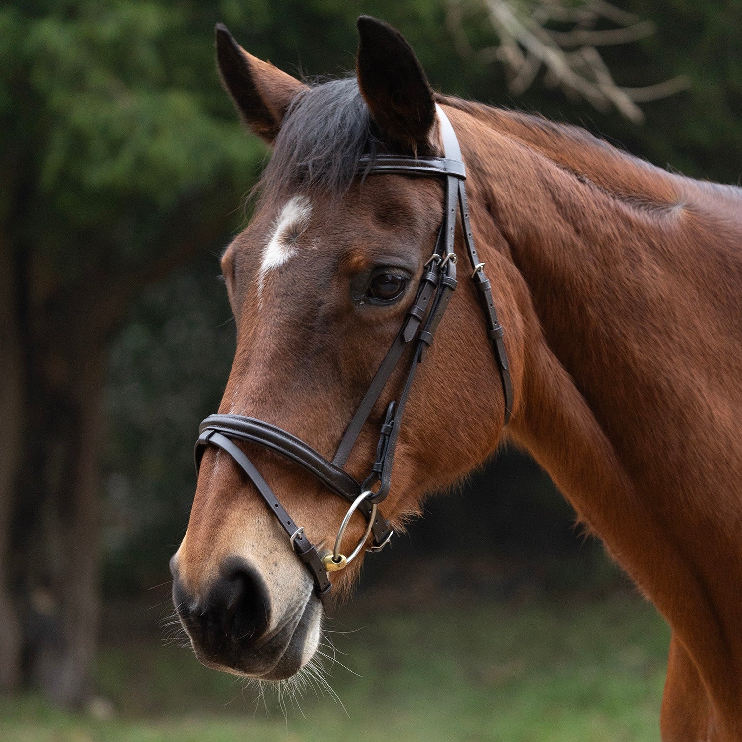 Hy Equestrian Padded Flash Bridle with Rubber Reins - Brown