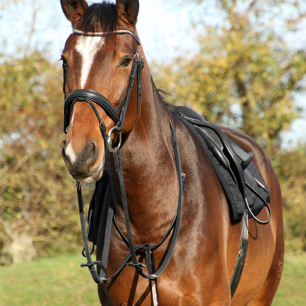 Hy Equestrian Rosciano Martingale - Black