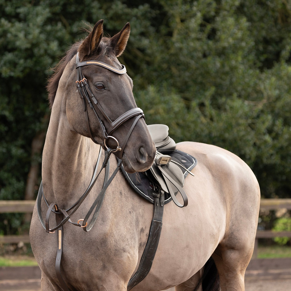 Hy Equestrian Rosciano Martingale - Brown