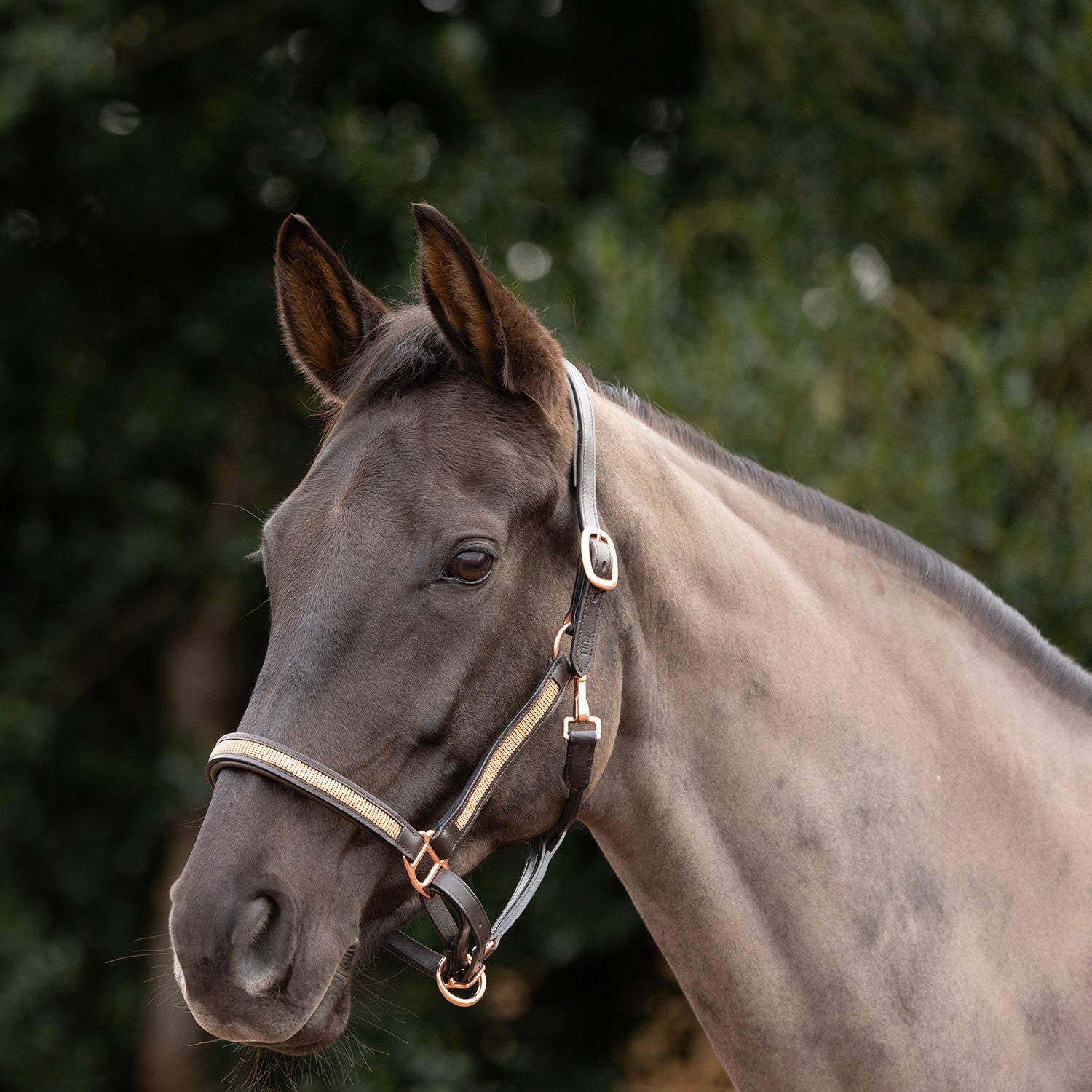 Hy Equestrian Rosciano Headcollar - Brown/Rose Gold