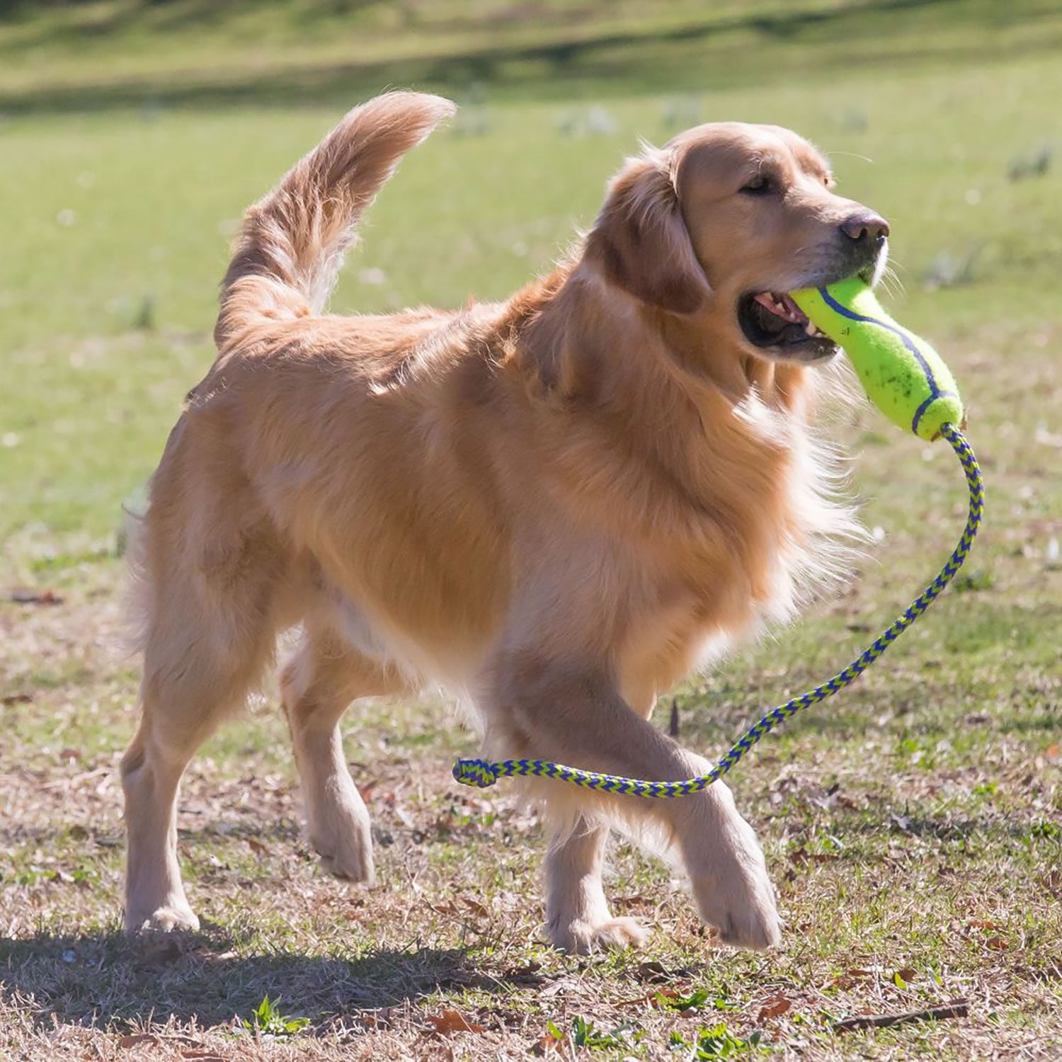 Kong Airdog Fetch Stick With Rope - Large - Dog Toy