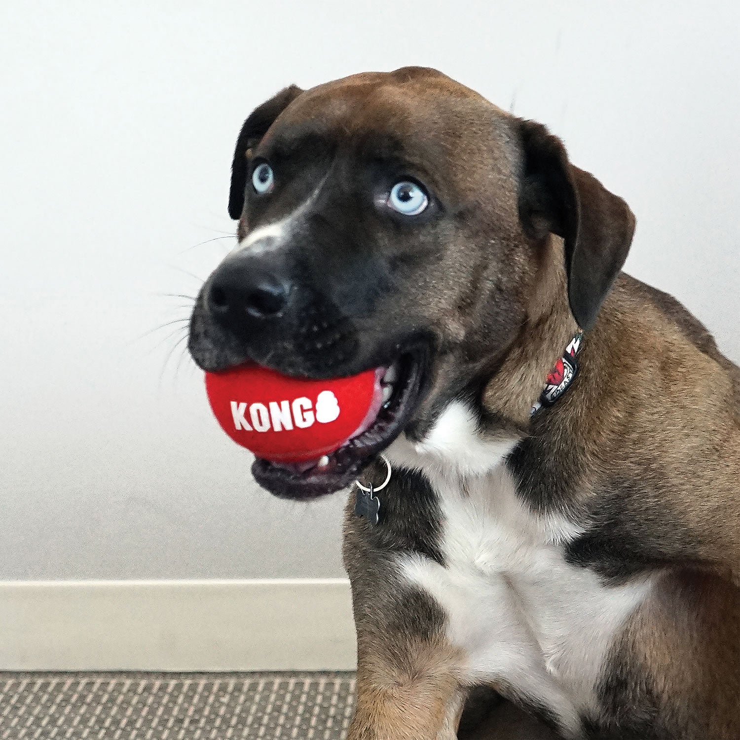 Kong Signature Sport Balls - Large - Dog Toy