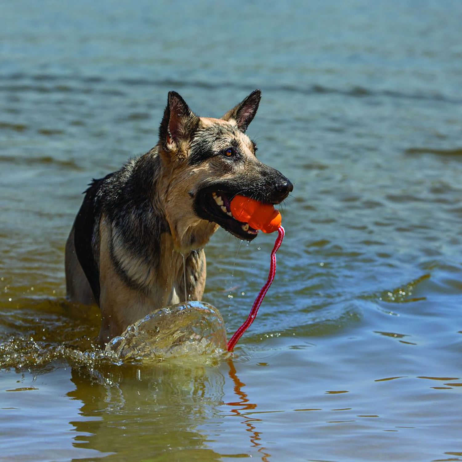 Kong Aqua - Large - Dog Toy
