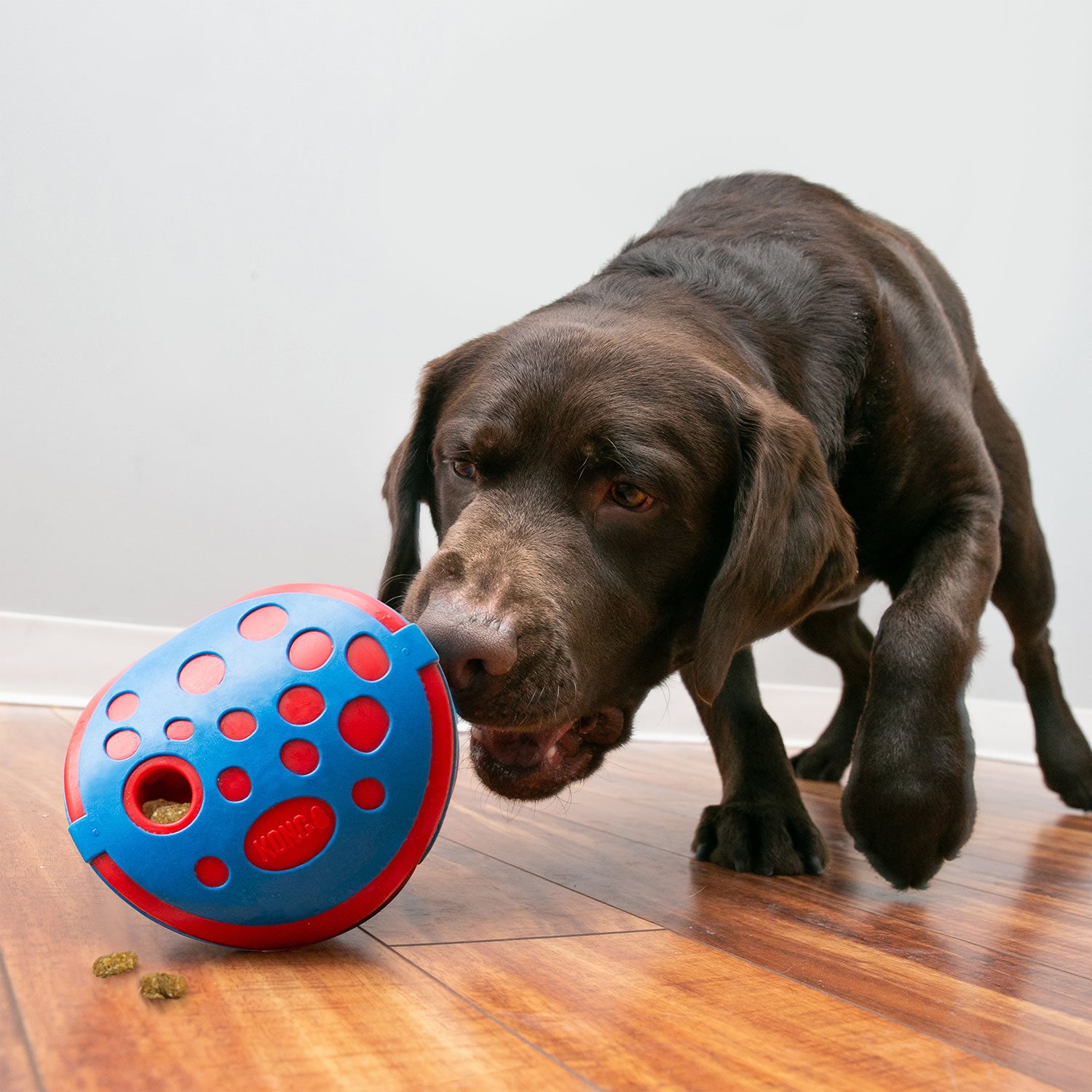 Kong Rewards Wally - Medium/Large - Dog Toy