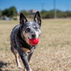 Kong Ball - Medium/Large - Dog Toy