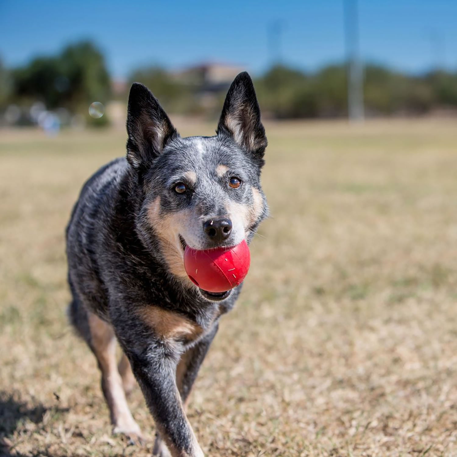 Kong Ball - Medium/Large - Dog Toy