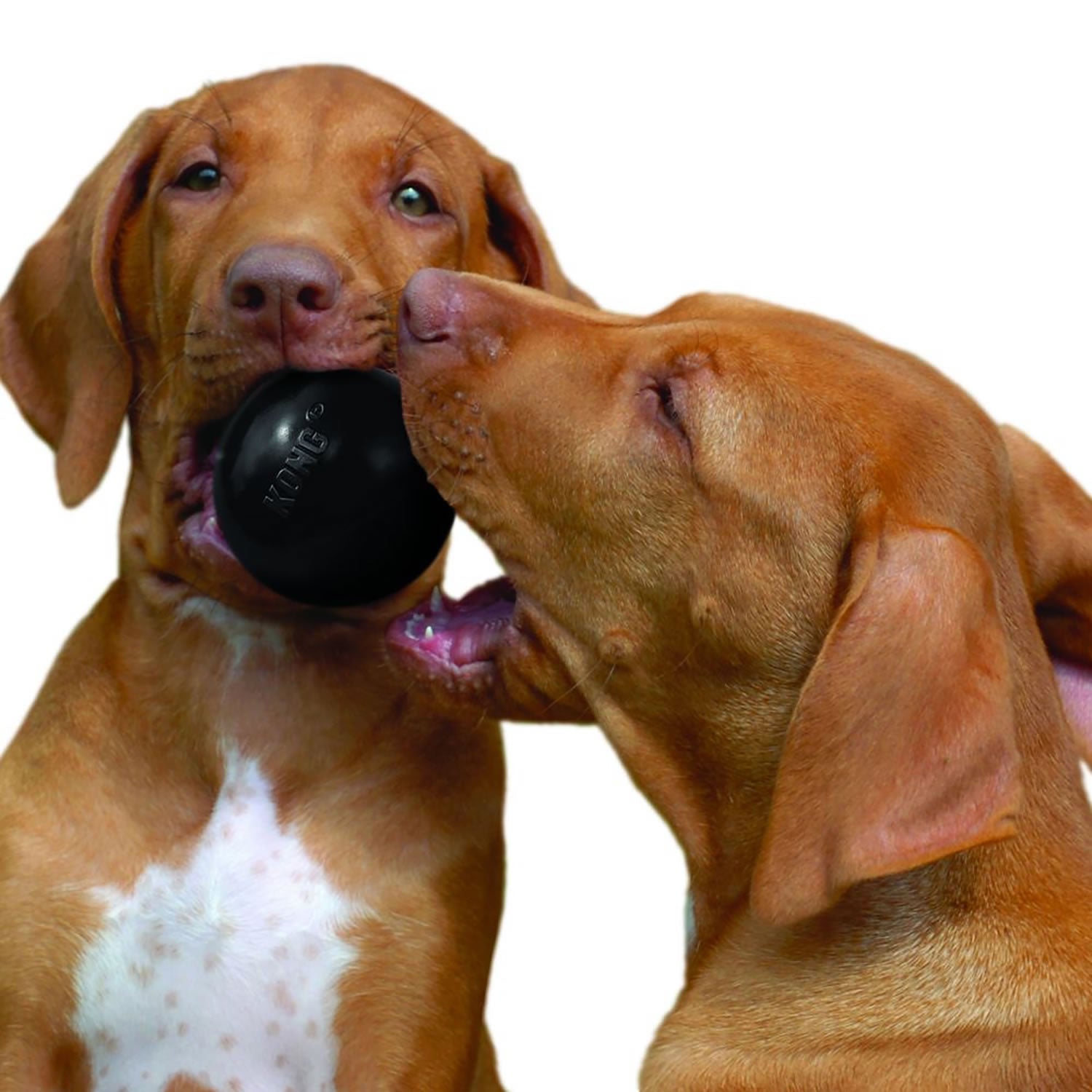Kong Extreme Ball - Medium/Large - Black - Dog Toy