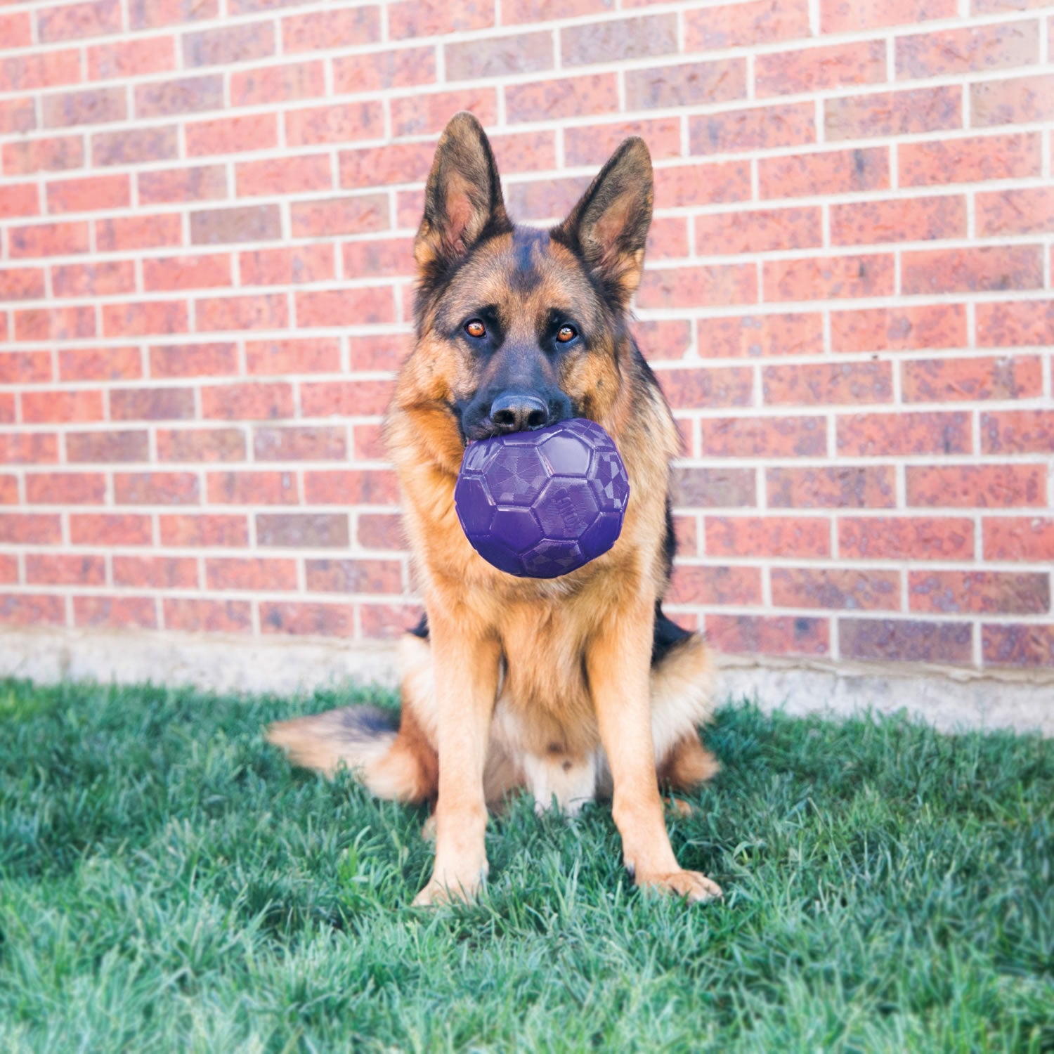 Kong Flexball - Medium/Large - Dog Toy