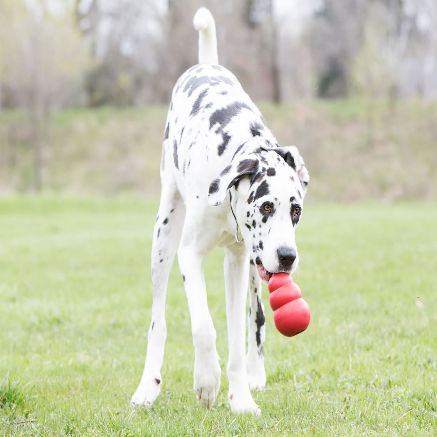 Kong Classic - Medium - Red - Dog Toy
