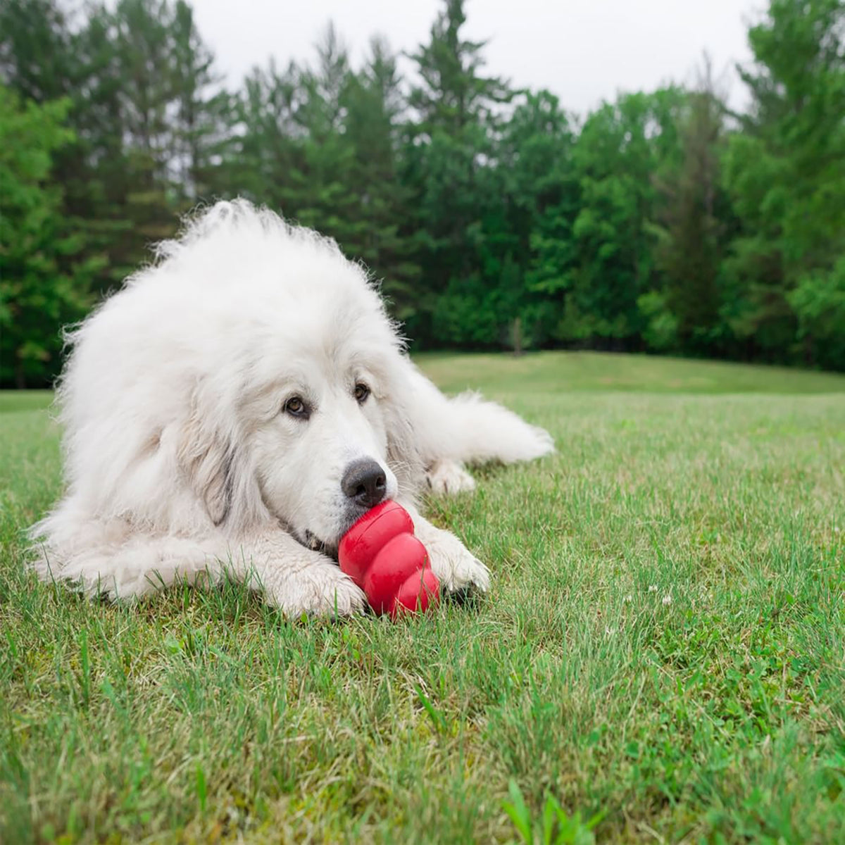 Kong Classic - Xxlarge - Red - Dog Toy