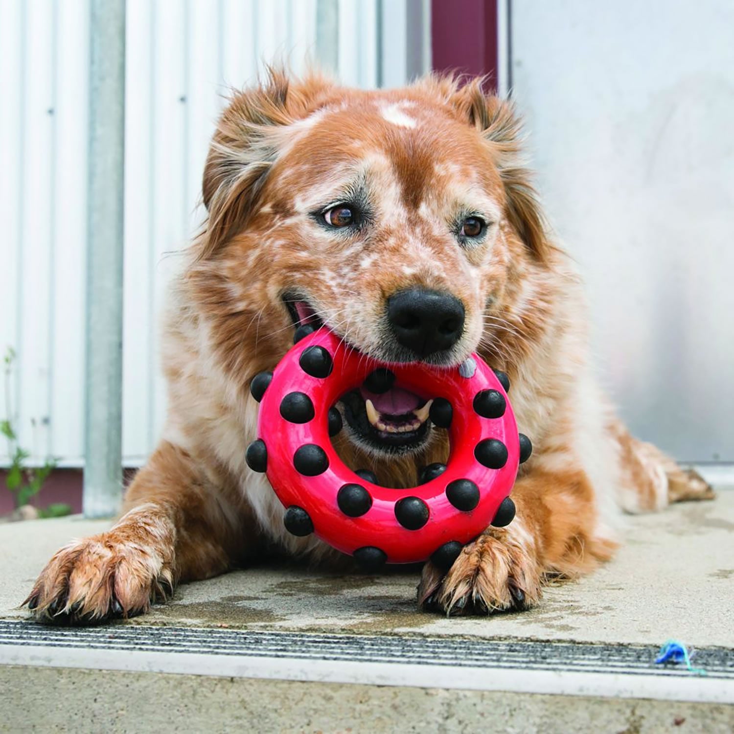 Kong Dotz Circle - Large - Dog Toy