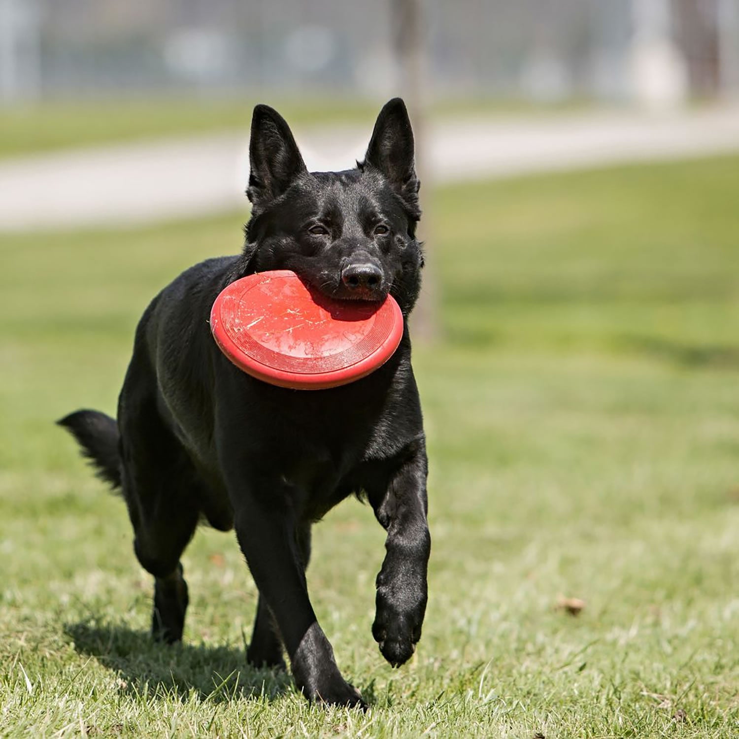 Kong Flyer - Large - Red - Dog Toy