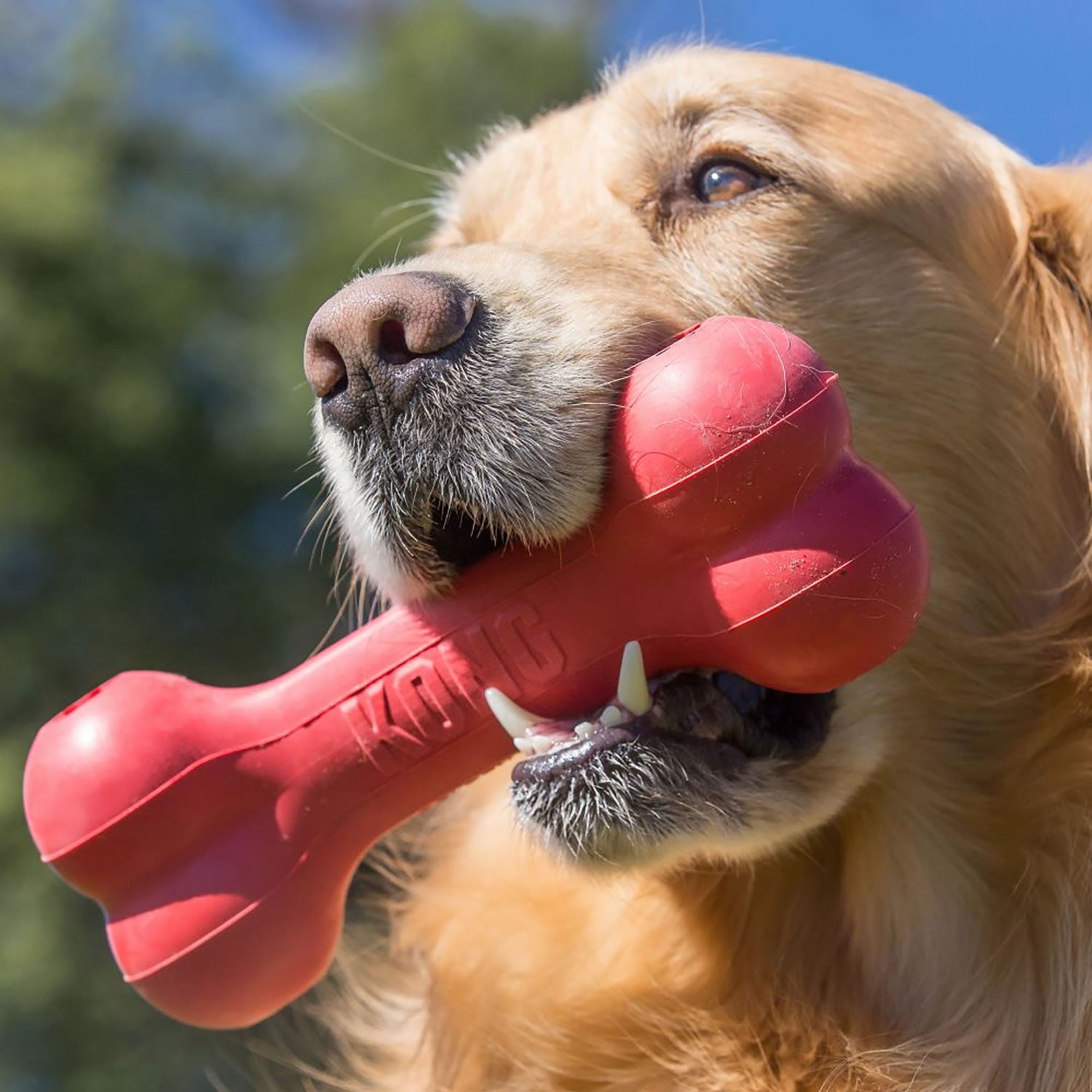 Kong Goodie Bone - Large - Red - Dog Toy