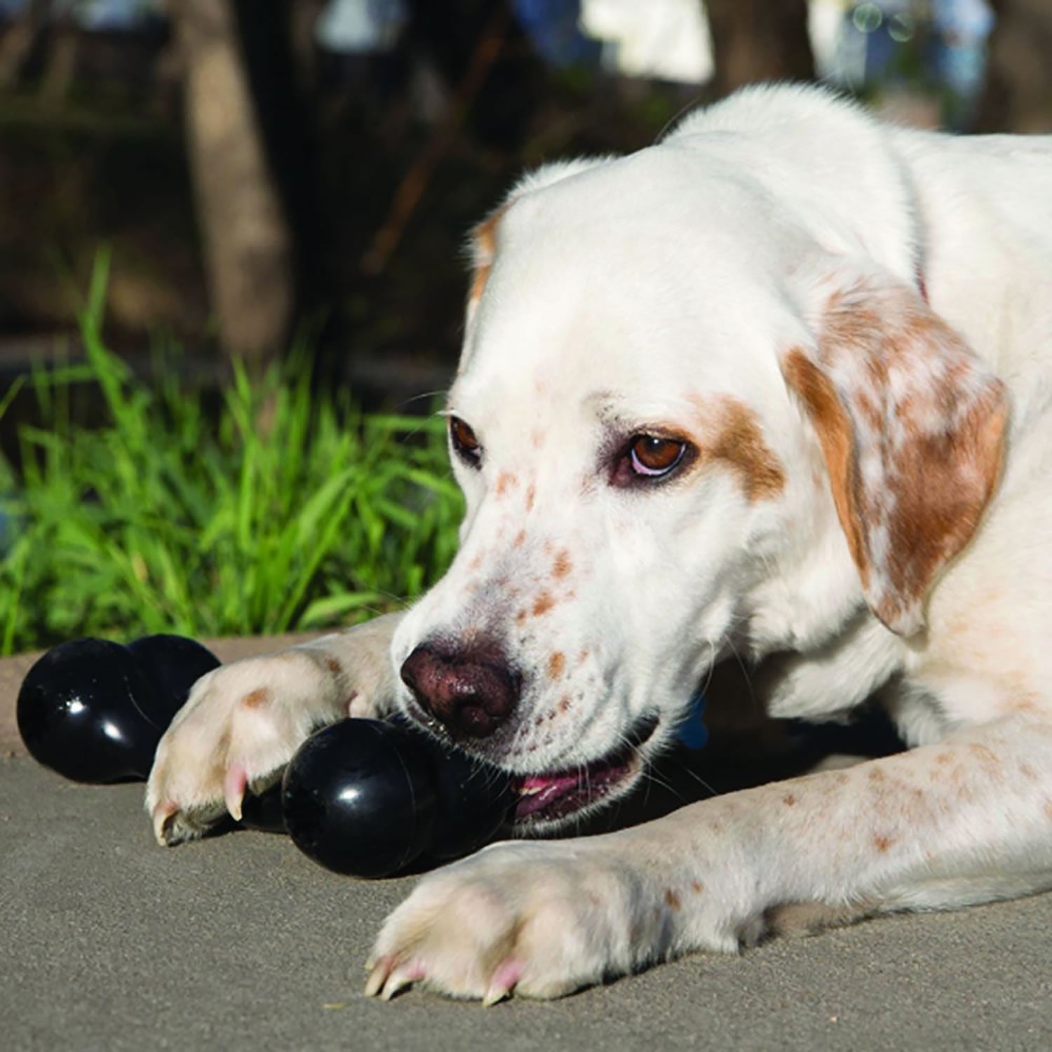 Kong Extreme Goodie Bone - Large - Black - Dog Toy