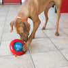 Kong Gyro - Large - Dog Toy