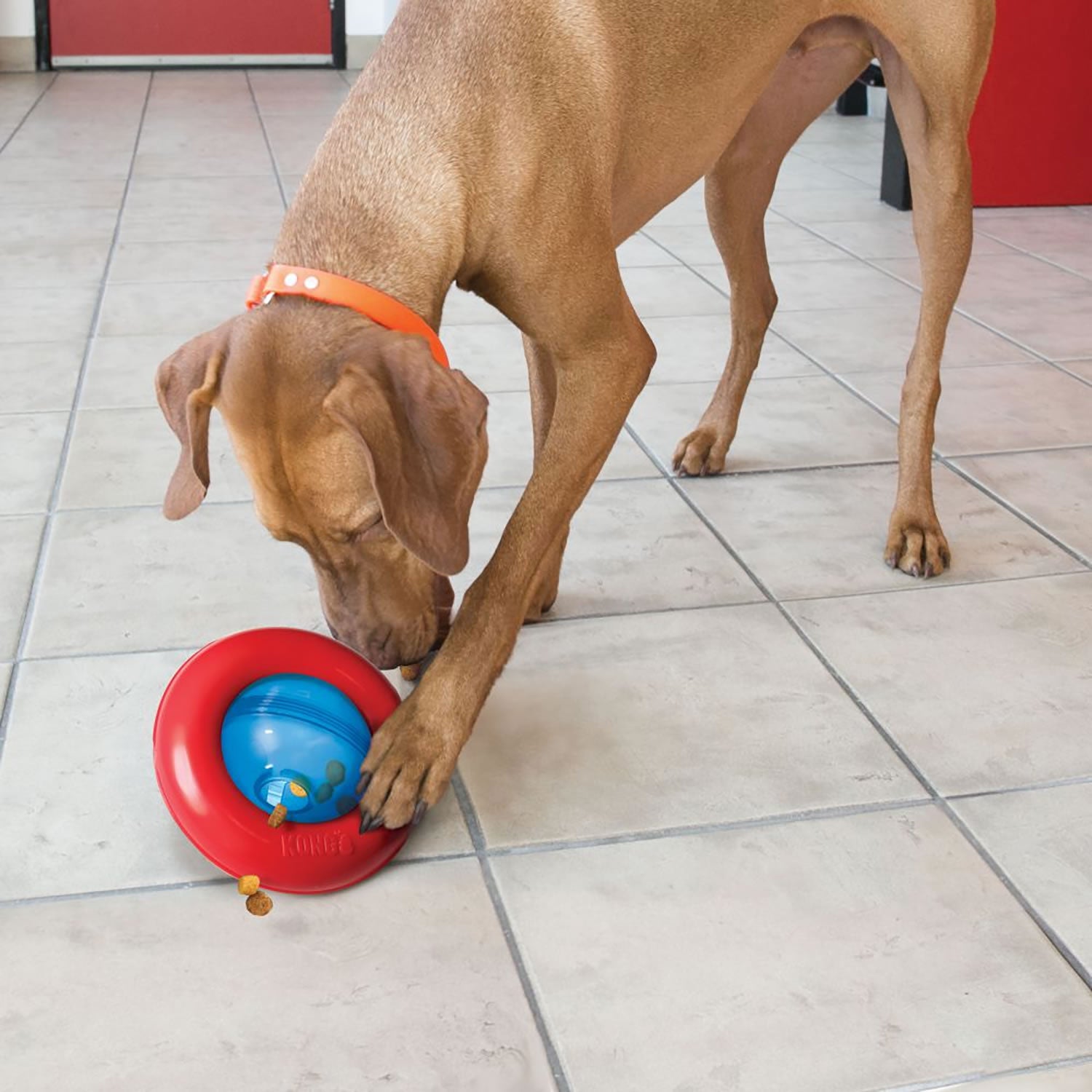 Kong Gyro - Large - Dog Toy