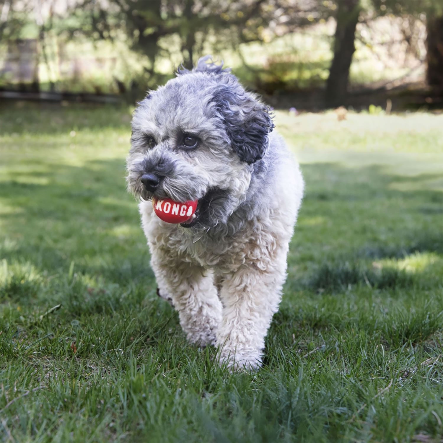 Kong Signature Balls - Small - Dog Toy