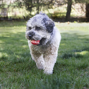 Kong Signature Balls - Small - Dog Toy