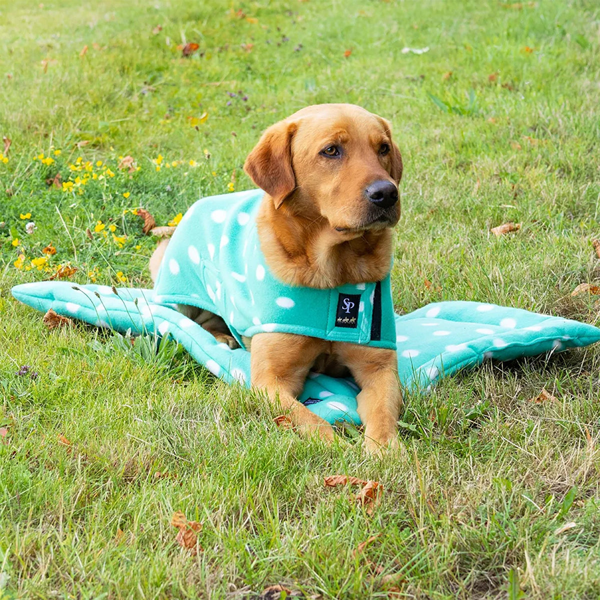 Dotty Fleece Dog Bed - Gorgeous Green Large