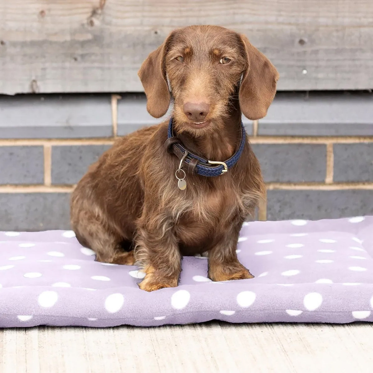 Dotty Fleece Dog Bed - Lavish Lilac Medium