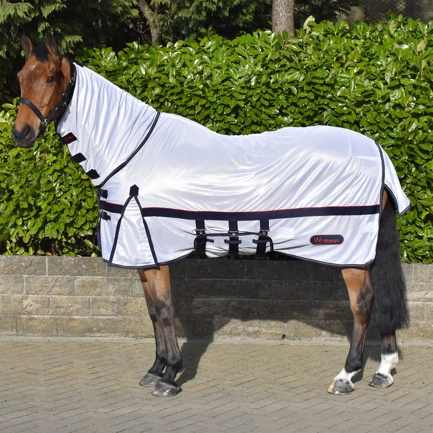 Horse wearing a white fly sheet with black straps in front of green bushes.