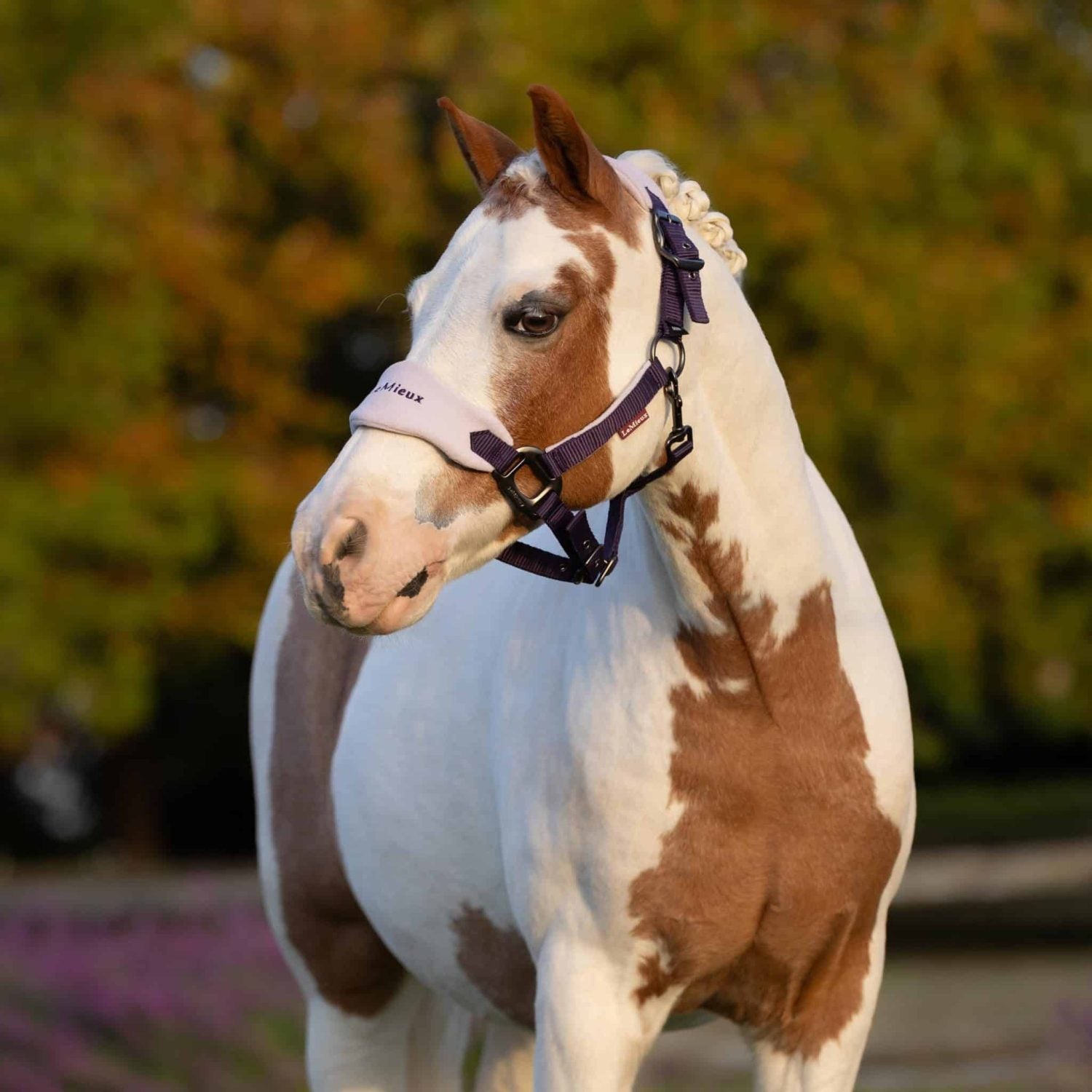 LeMieux Mini Vogue Headcollar & Leadrope - Juniper image 1