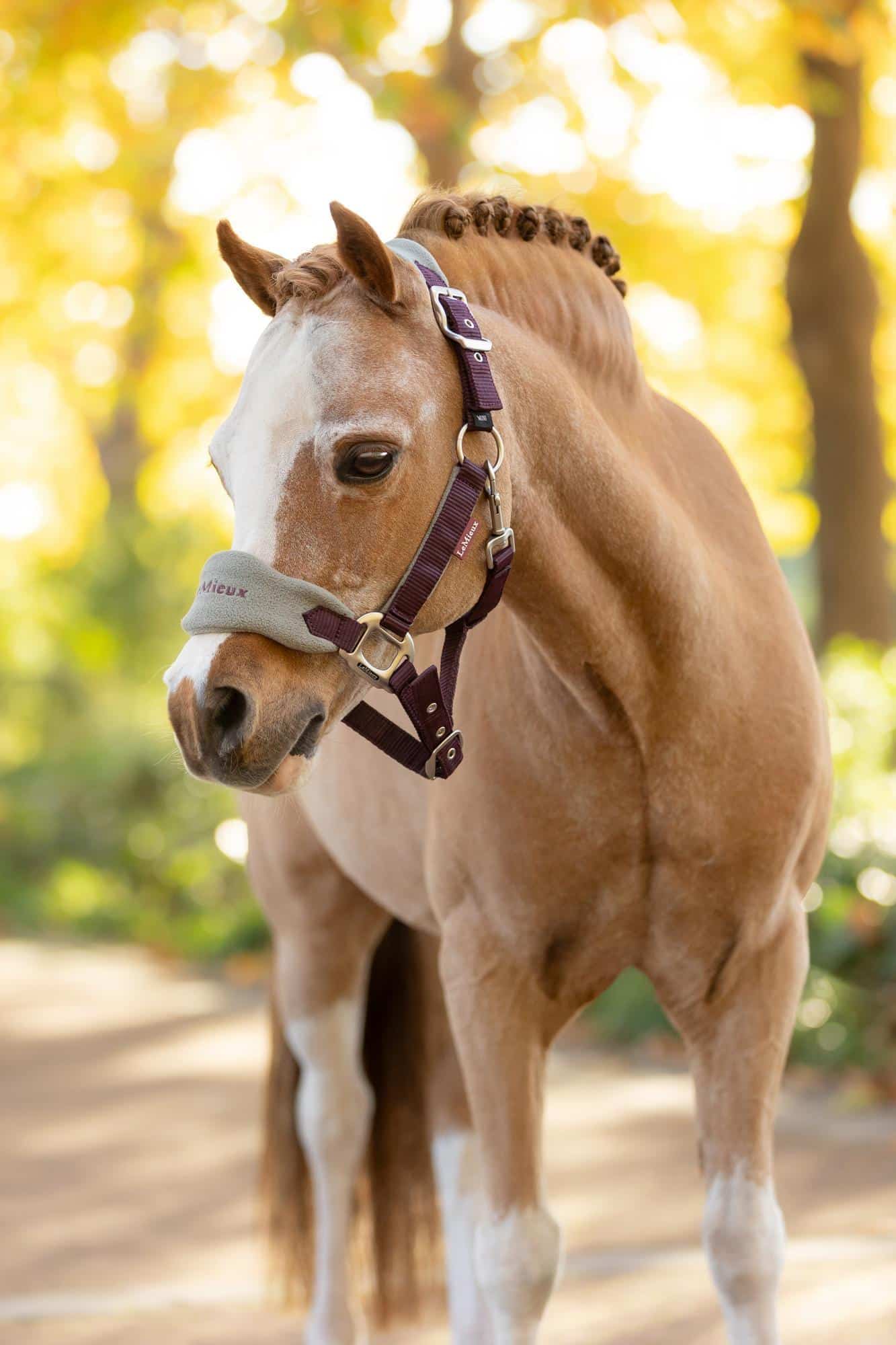 LeMieux Mini Vogue Headcollar & Leadrope - Damson image 1