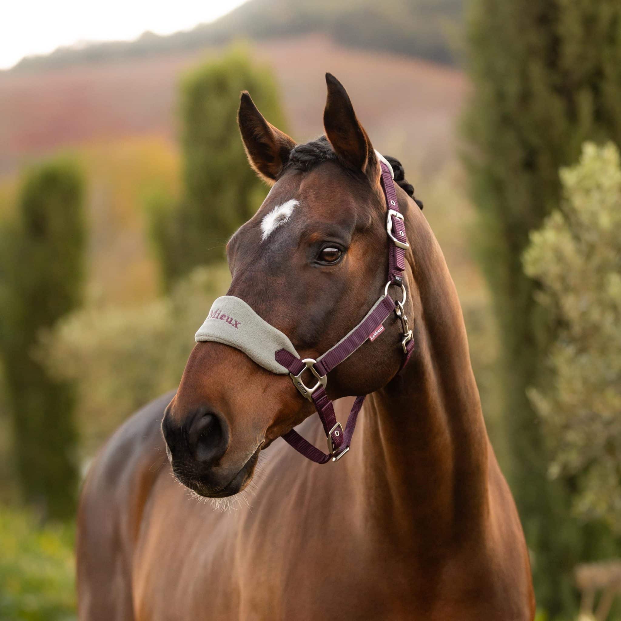 LeMieux Vogue Headcollar & Leadrope - Damson image 1
