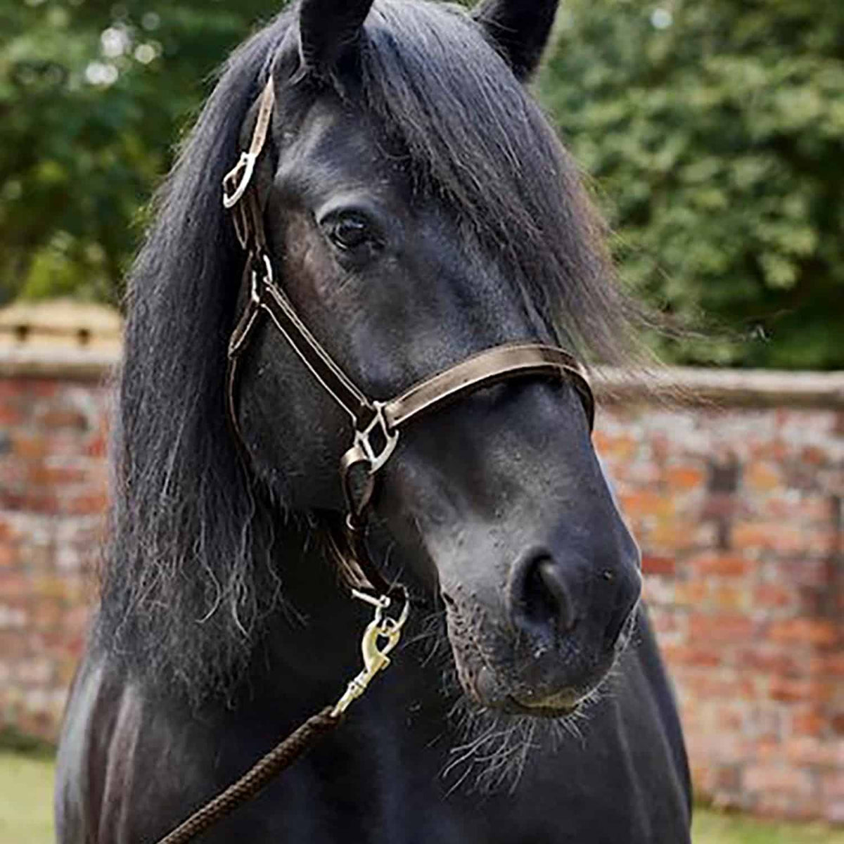 Firefoot Padded Leather Headcollar - Brown, Cob image