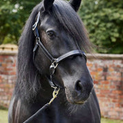 Firefoot Padded Leather Headcollar image 0