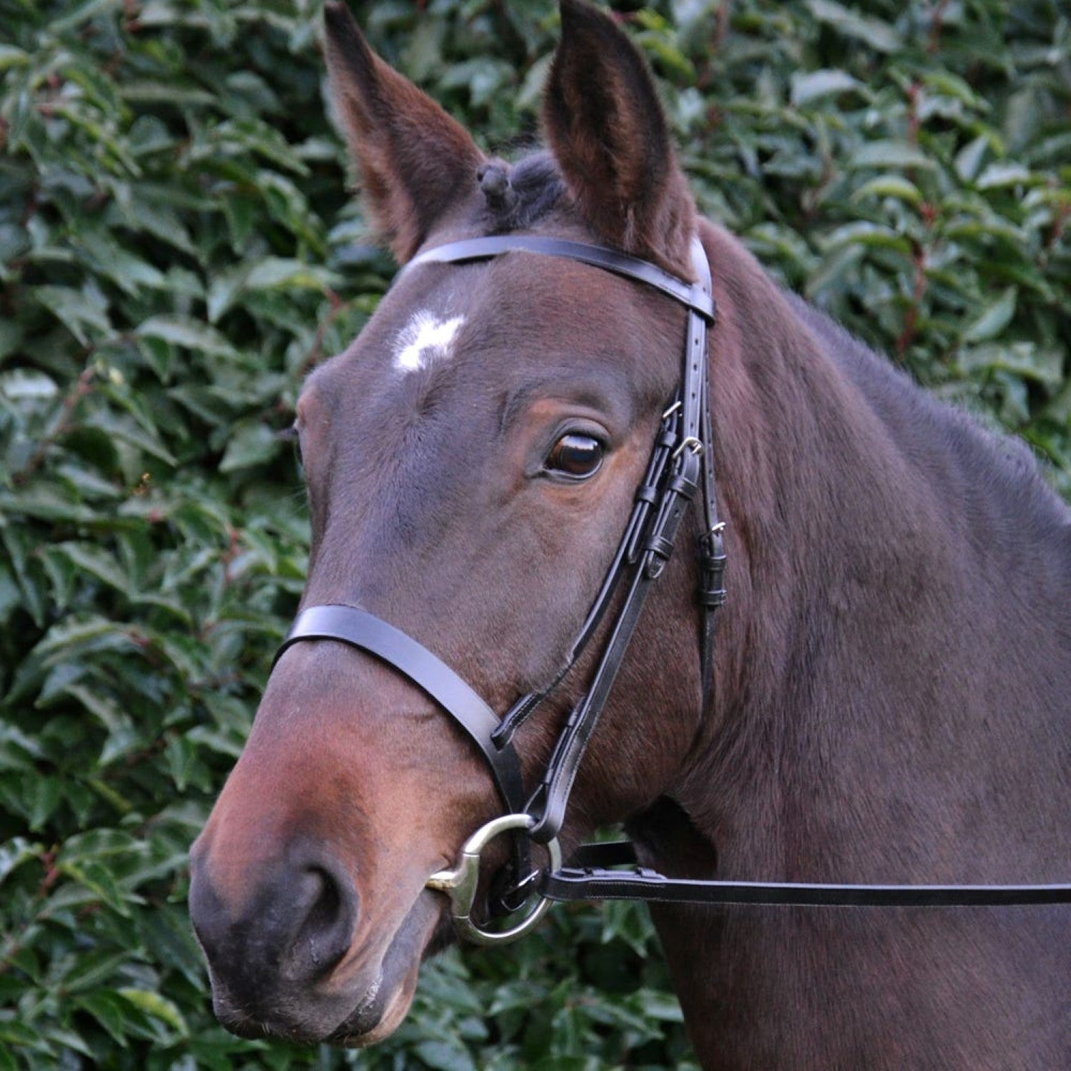 Hy Equestrian Hunter Bridle with Rubber Grip Reins - Black