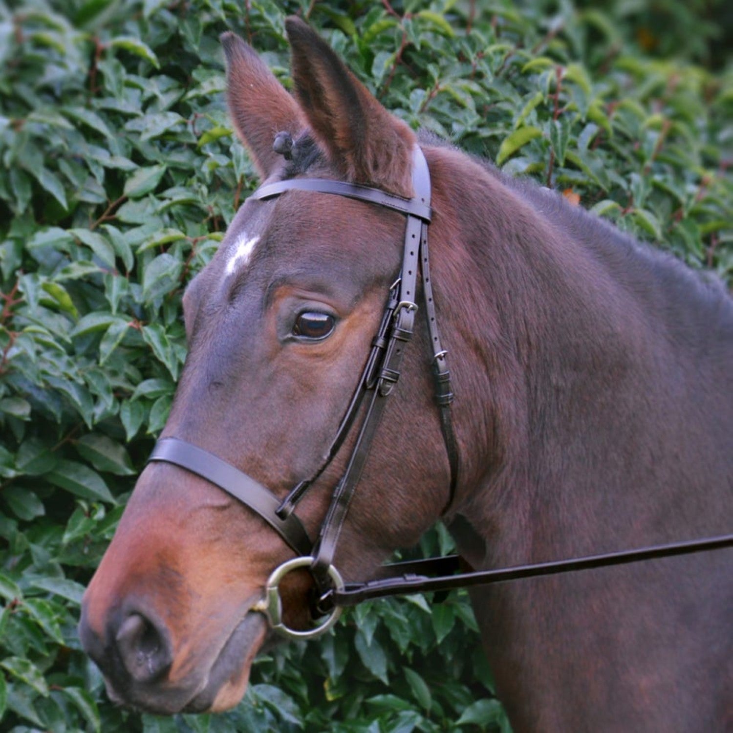 Hy Equestrian Hunter Bridle with Rubber Grip Reins - Brown